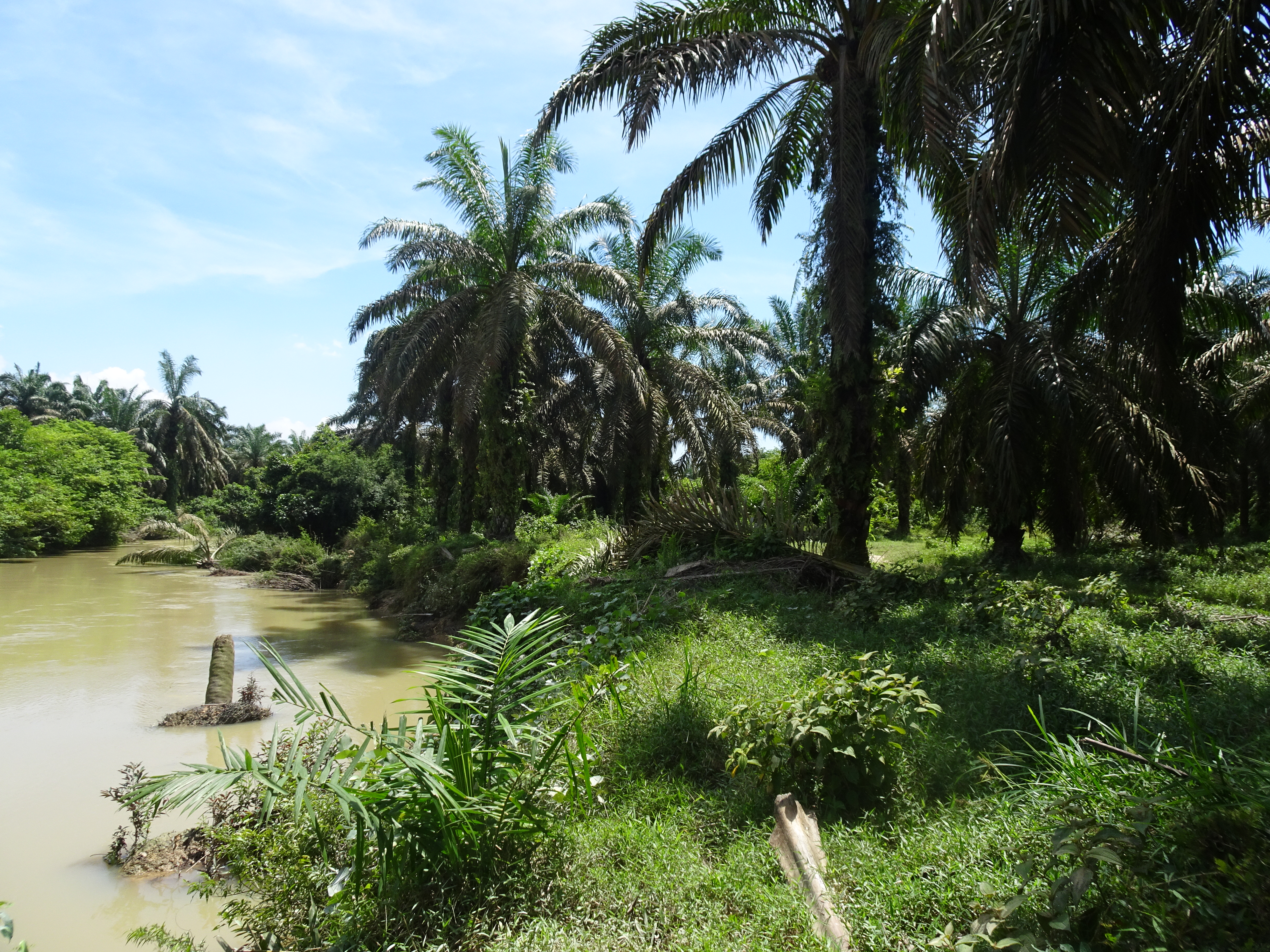 Hamparan sawit milik PT Citra Riau Sarana berumur 25 tahun yang ditanam di riparian sungai. Foto diambil pada titik koordinat S0°12'48.57
