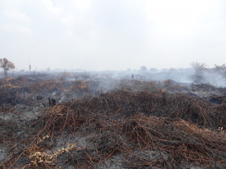 Poor Air Quality In Cities Due To Haze Eyes On The Forest