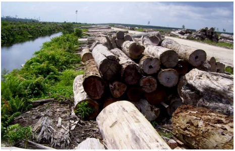 —Natural forest logs in large area deforested by PT BDL.